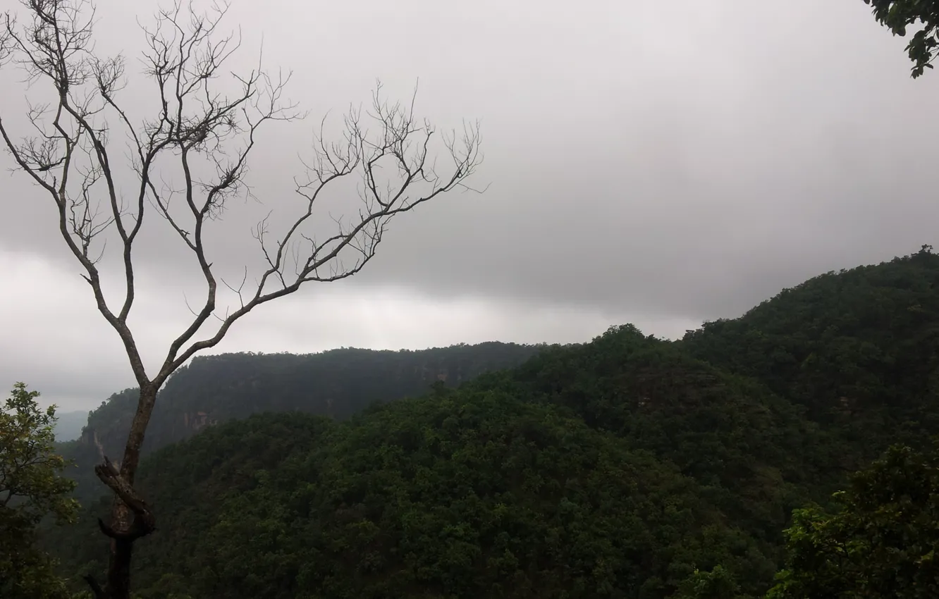 Photo wallpaper green, field, nature, tree
