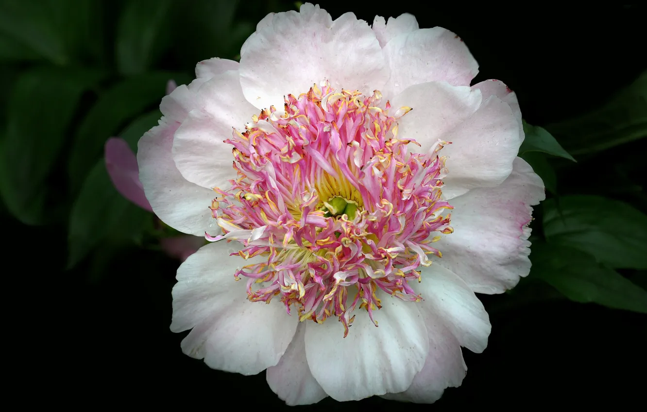 Photo wallpaper flowers, background, peonies