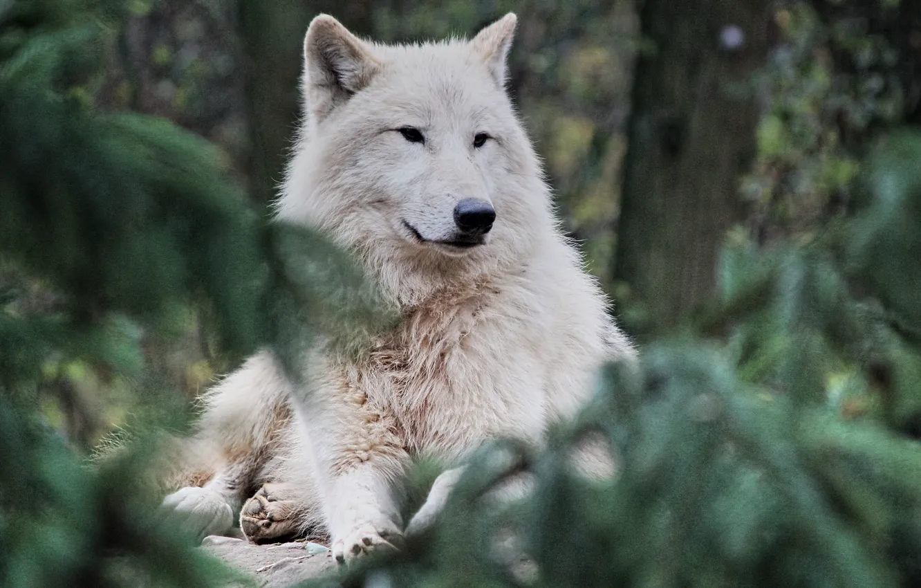 Photo wallpaper forest, nature, animal, predator, Arctic wolf
