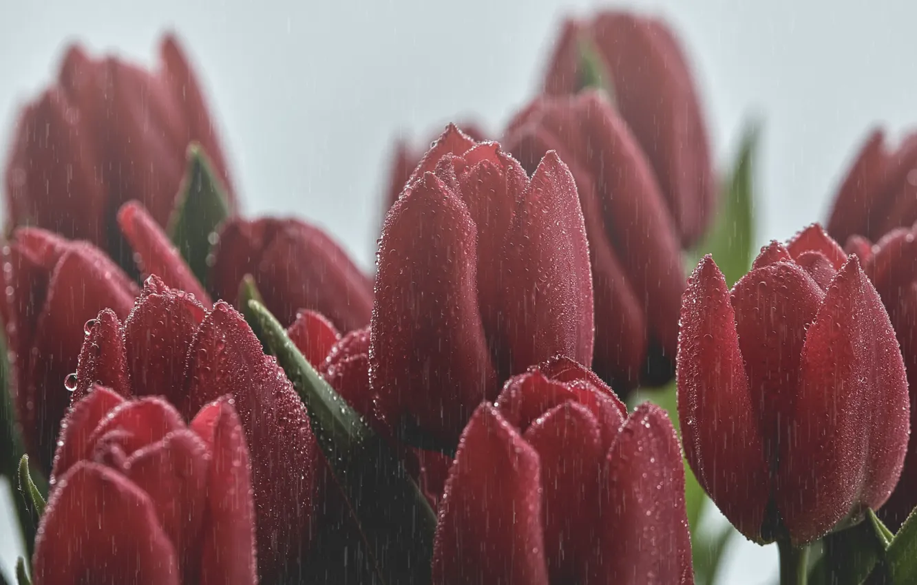 Photo wallpaper flowers, rain, tulips
