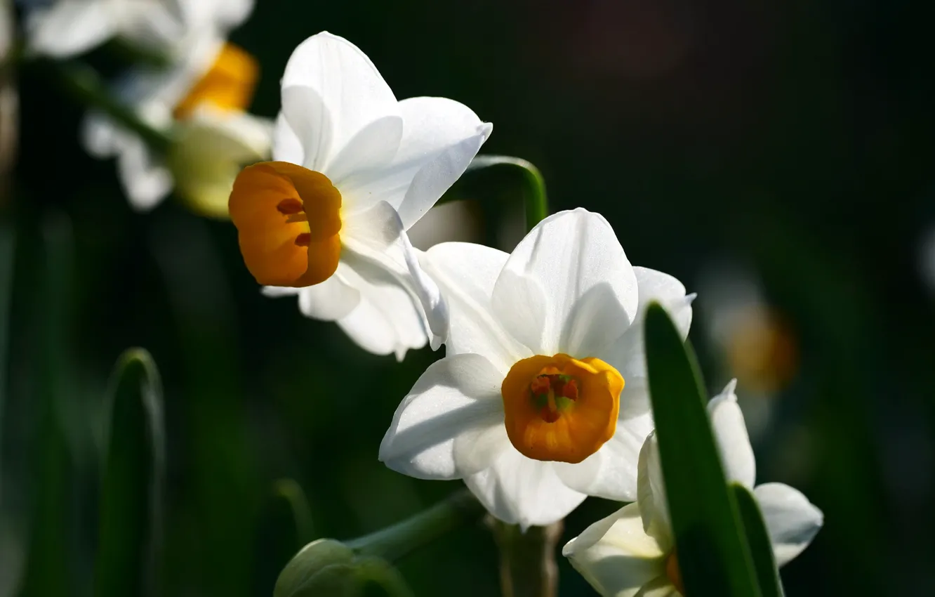 Photo wallpaper flowers, spring, daffodils