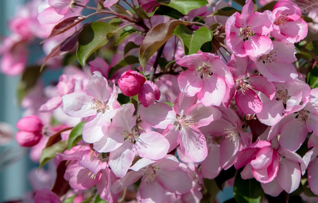 Photo wallpaper tree, pink, spring, flowering