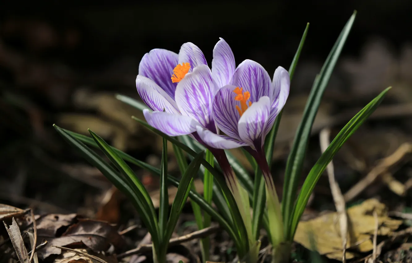 Photo wallpaper spring, crocuses, saffron
