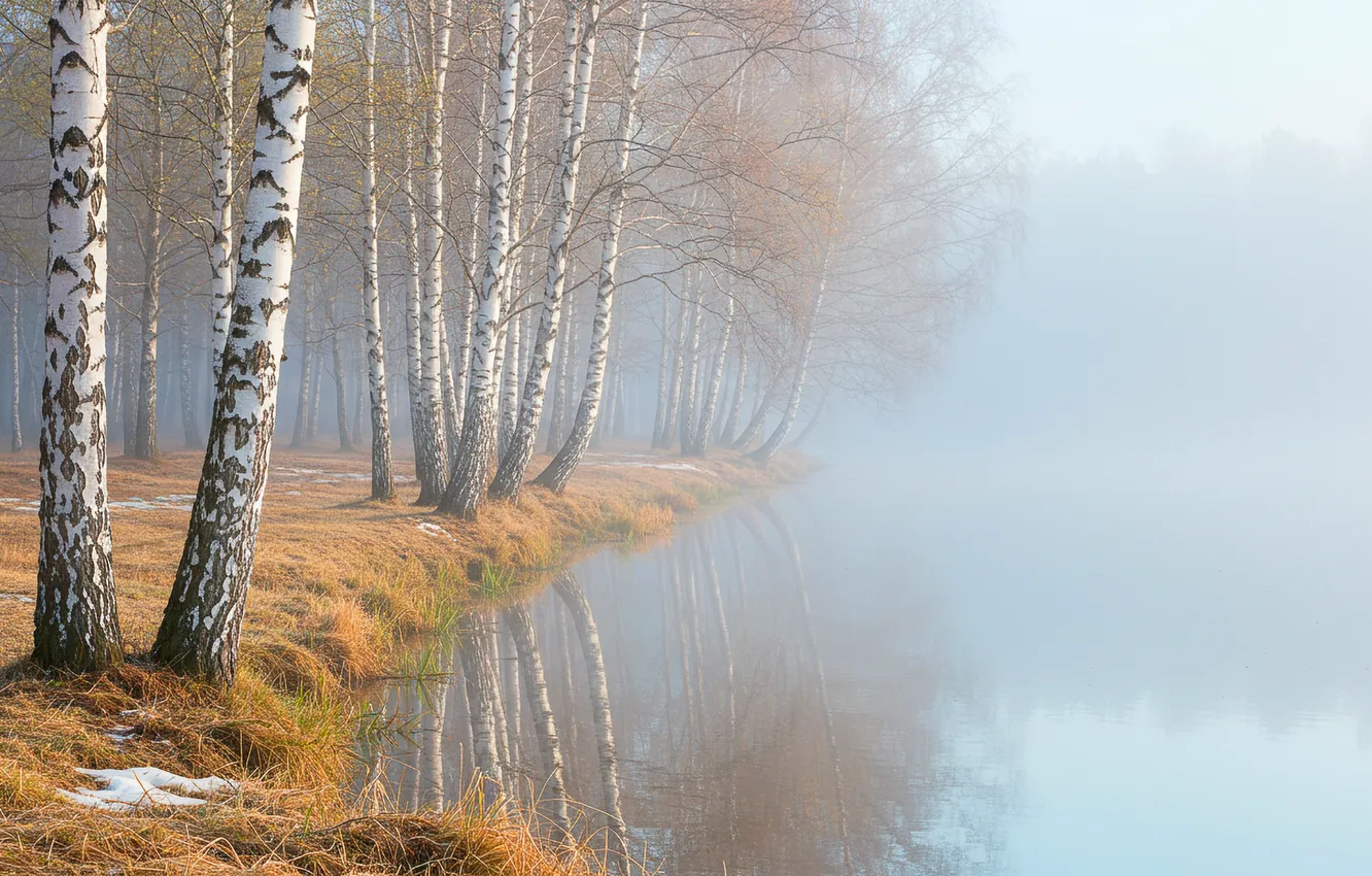 Photo wallpaper water, fog, spring, wallpaper, birch, water, fog, spring