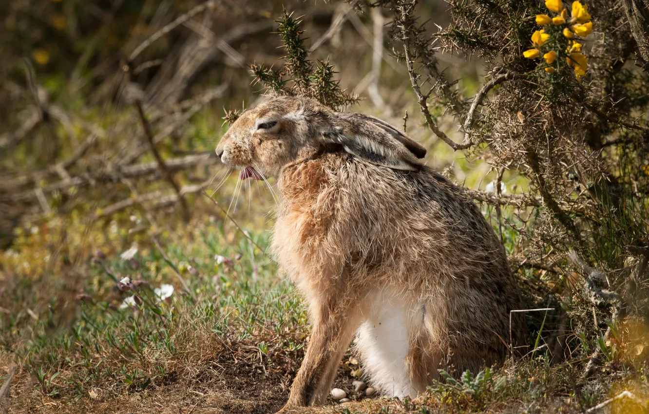 Photo wallpaper nature, background, hare