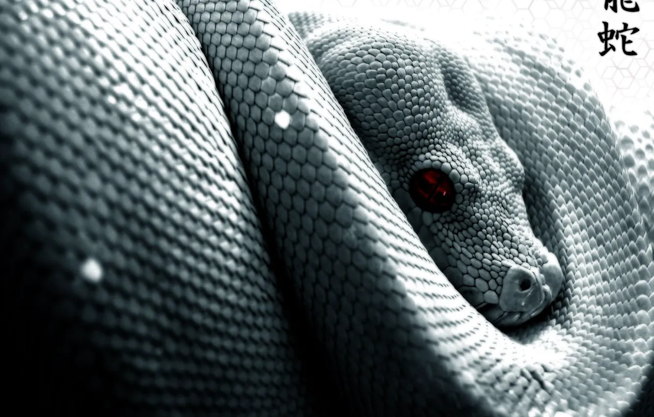 Photo wallpaper eyes, scales, Serpent