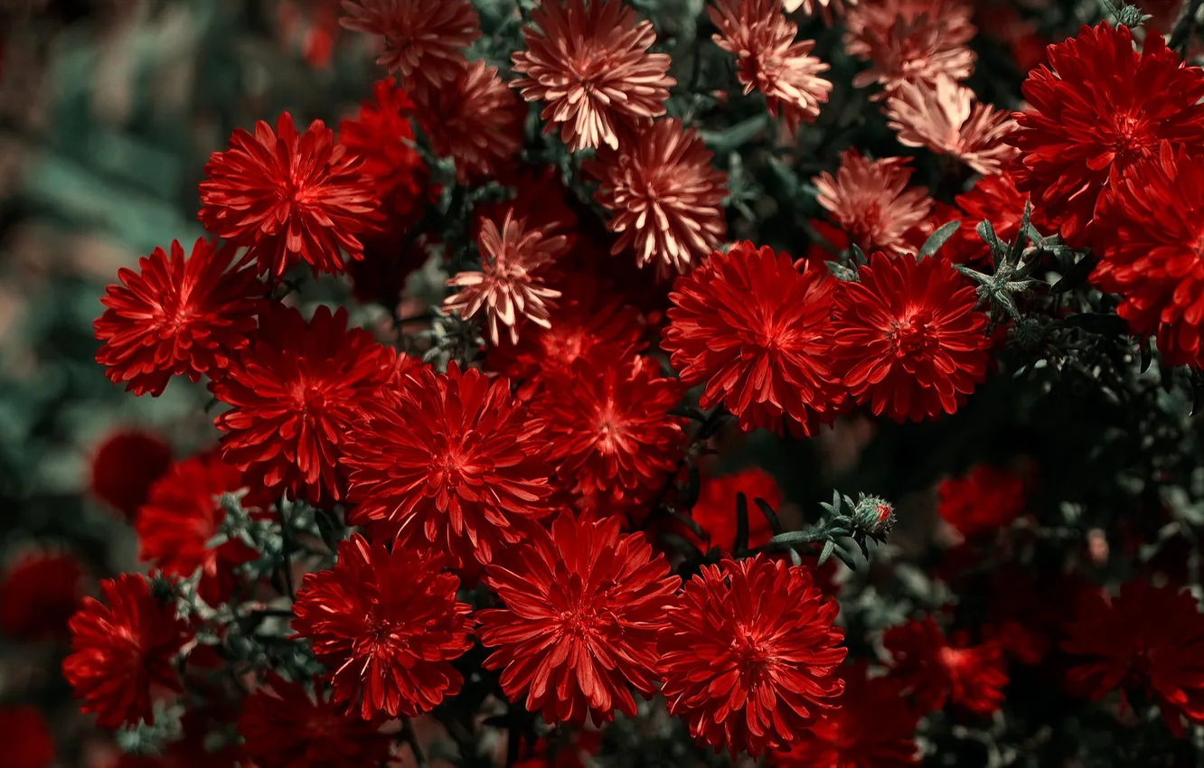 Photo wallpaper macro, flowers, red