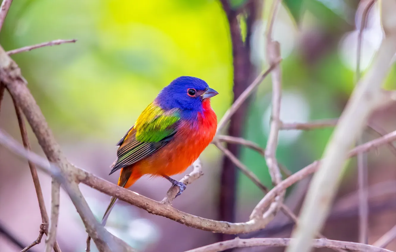 Photo wallpaper Florida, Green Cay Wetlands, Male Painted Bunting