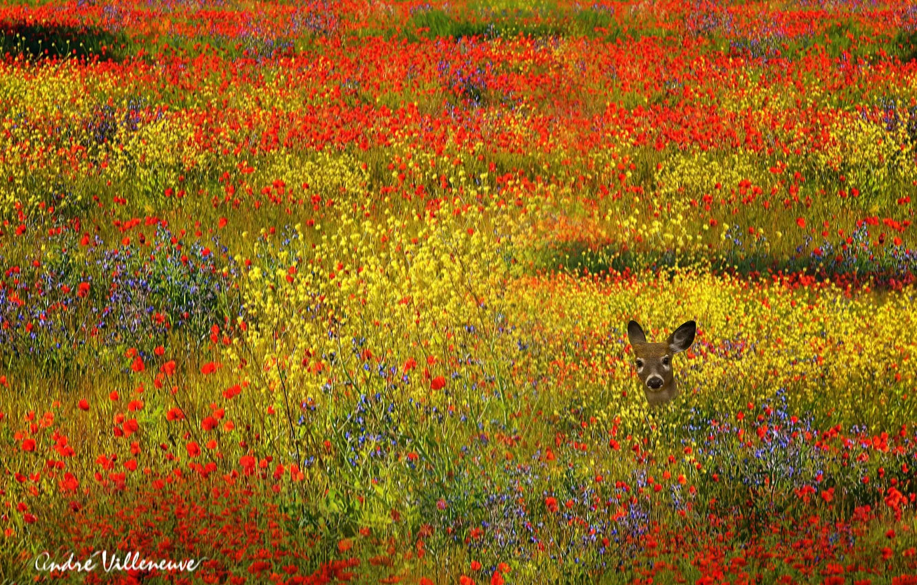 Photo wallpaper field, flowers, animal, deer, yellow, red