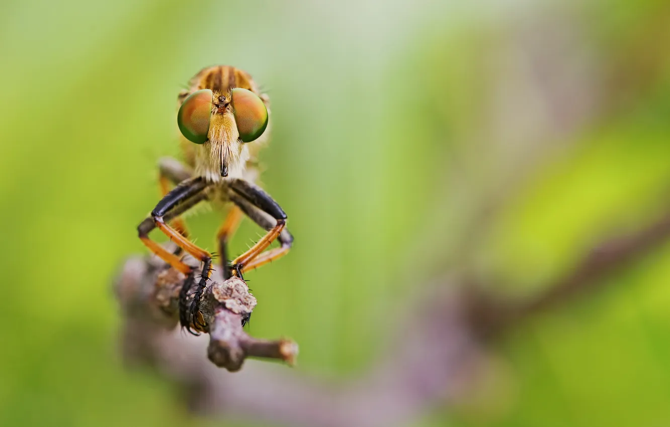 Photo wallpaper macro, nature, dragonfly