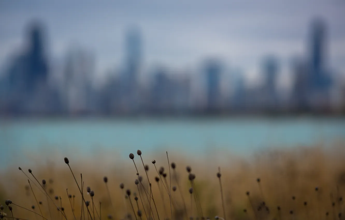 Photo wallpaper grass, the city, background