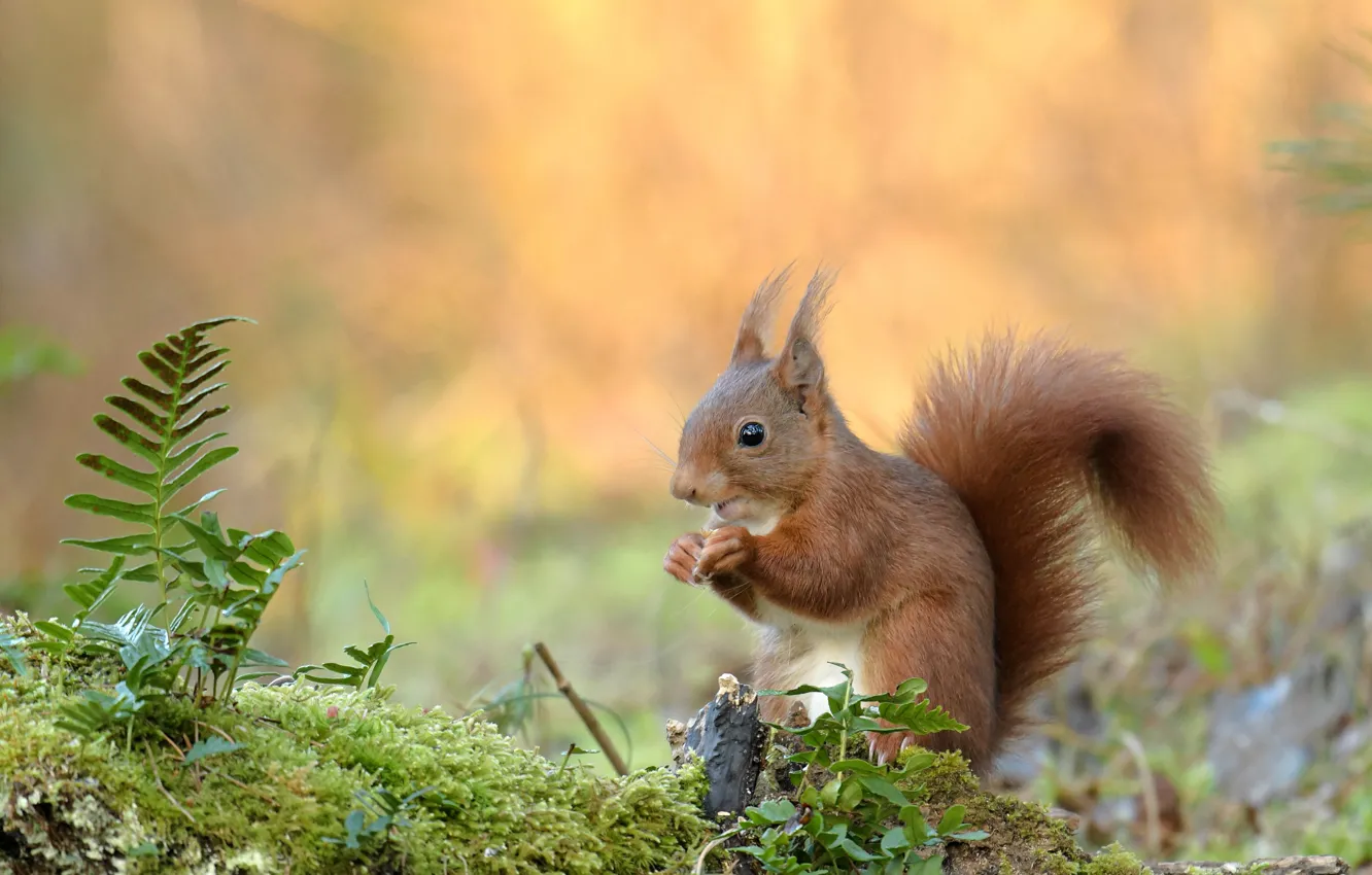 Photo wallpaper glade, moss, protein, sitting, fern, bokeh