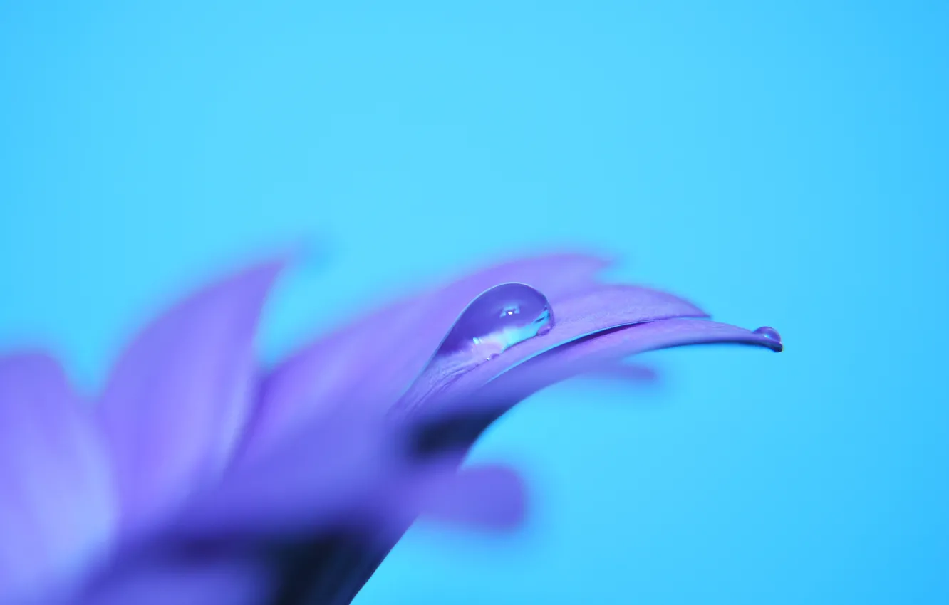Photo wallpaper flower, purple, macro, lilac, blue, tenderness, color, drop