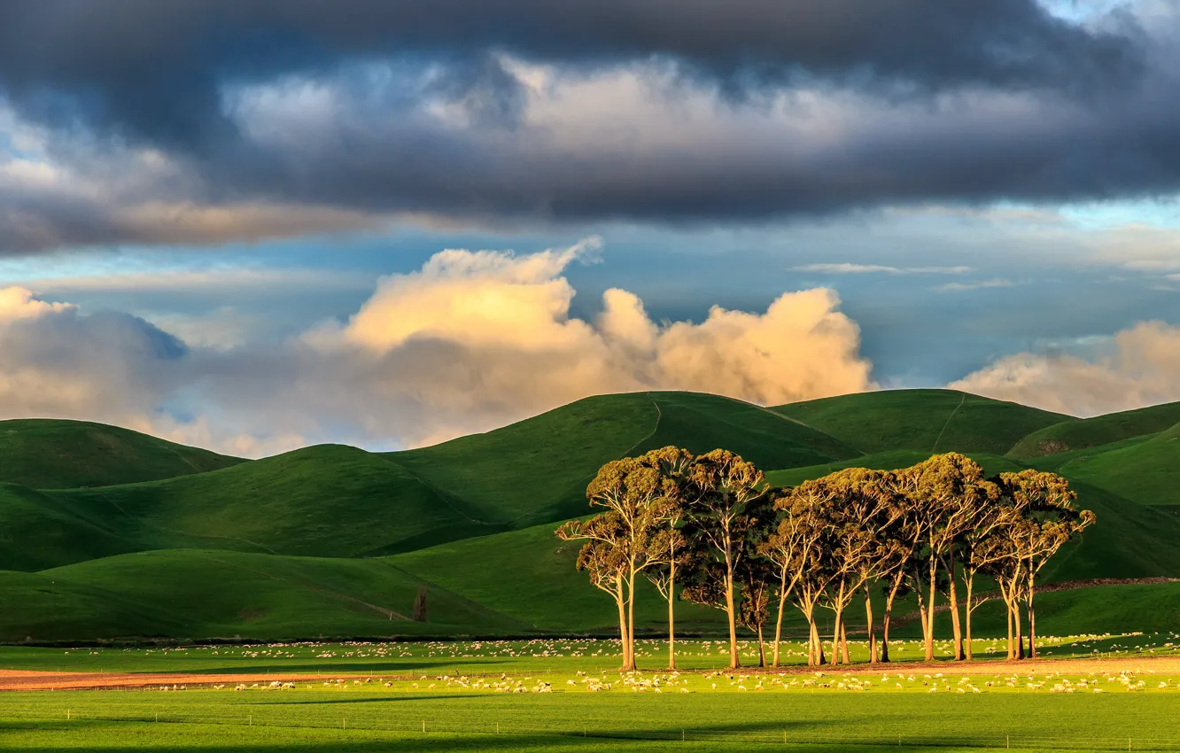 Photo wallpaper field, the sky, clouds, light, trees, mountains, hills, sheep
