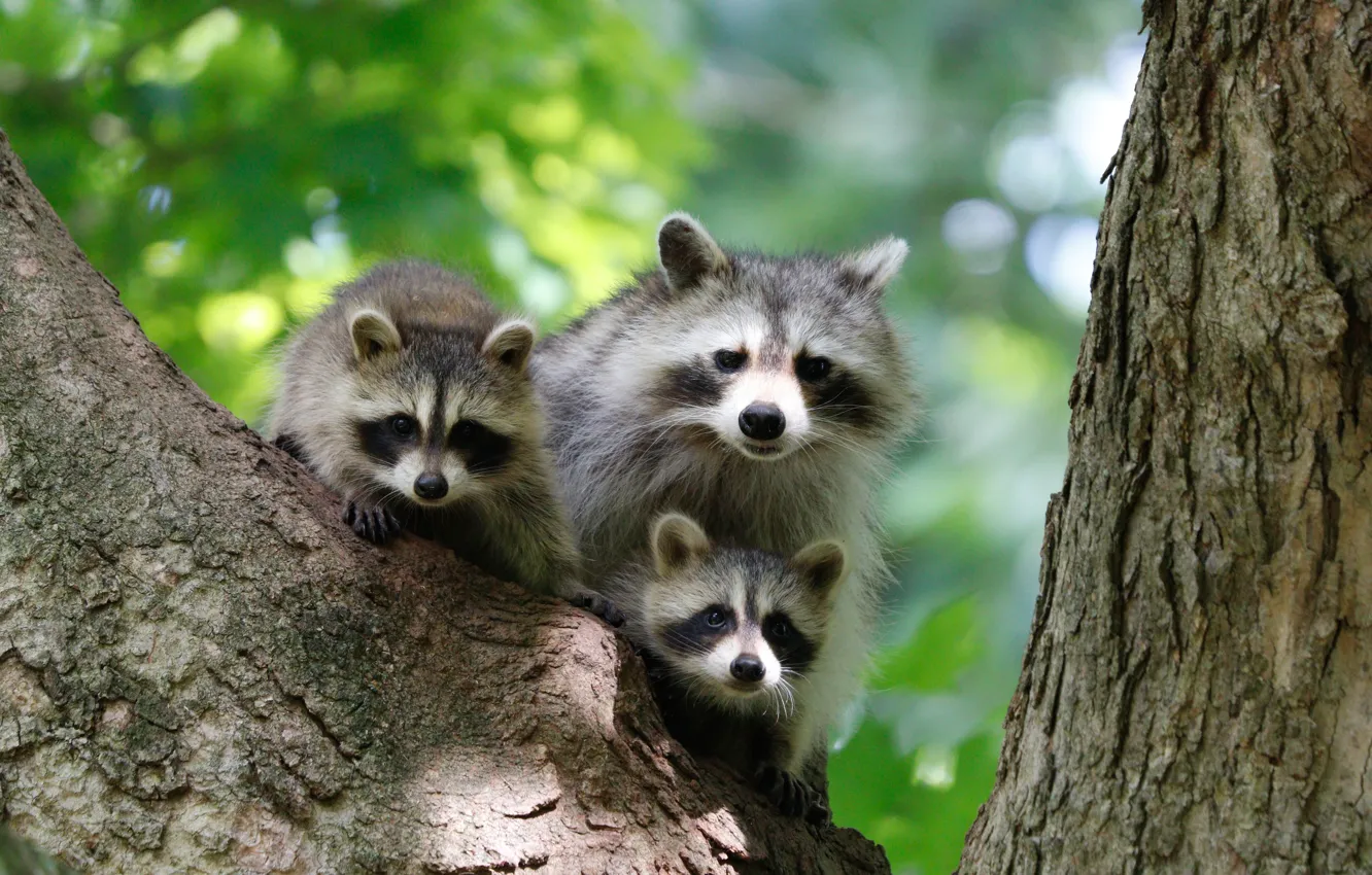 Photo wallpaper trees, raccoon, cub, family