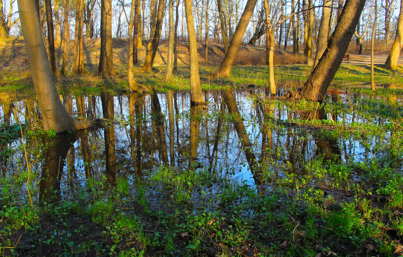 Photo wallpaper forest, water, park, tree