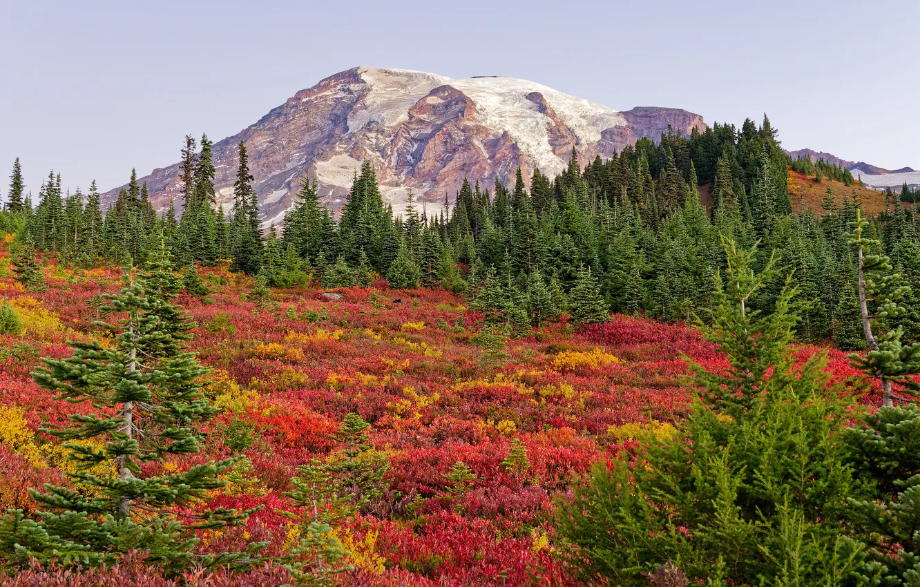 Photo wallpaper autumn, forest, mountains, tops, slope, shrub