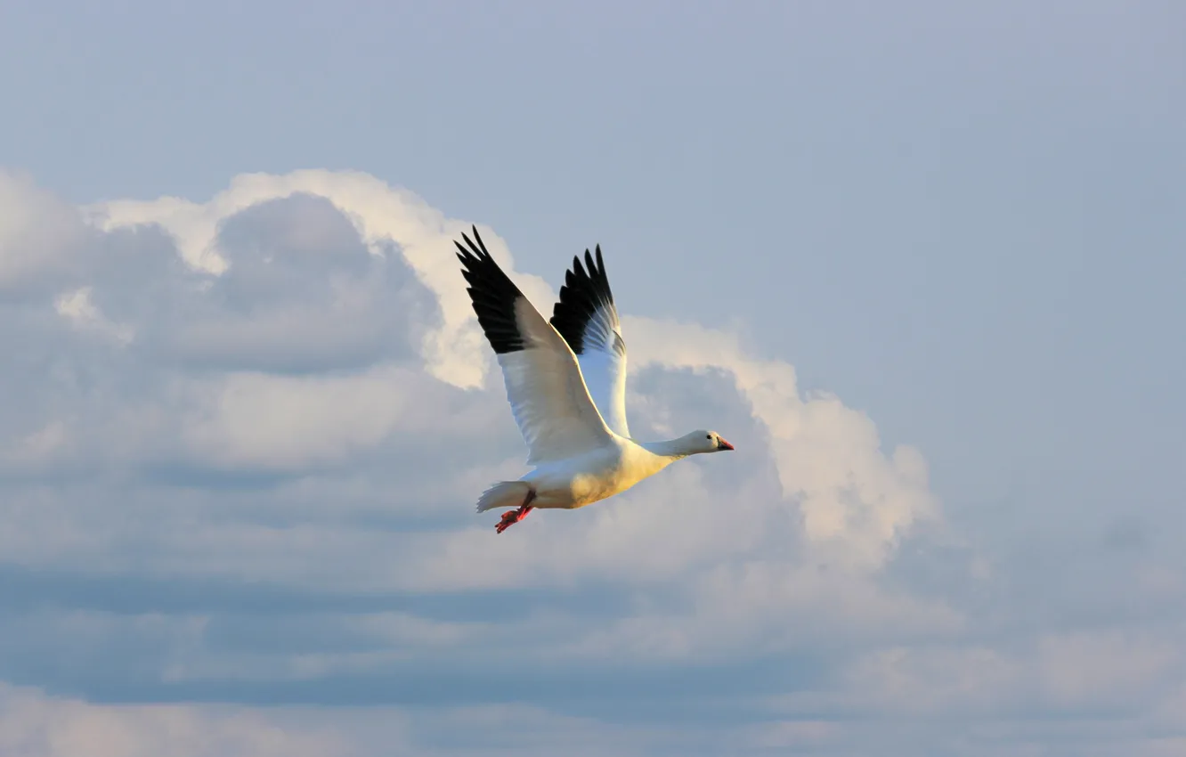 Photo wallpaper white, the sky, clouds, light, flight, bird, height, geese