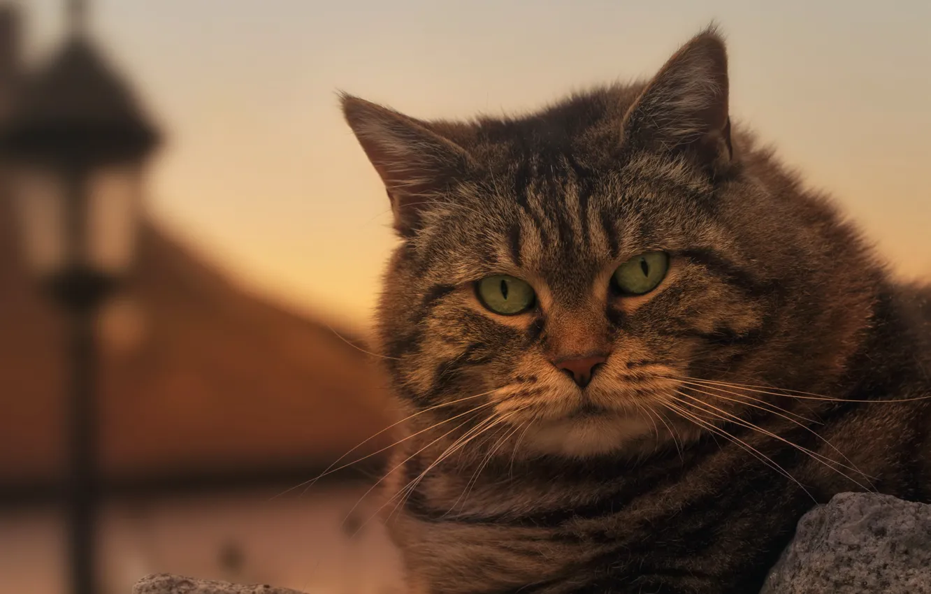 Photo wallpaper cat, look, muzzle, serious