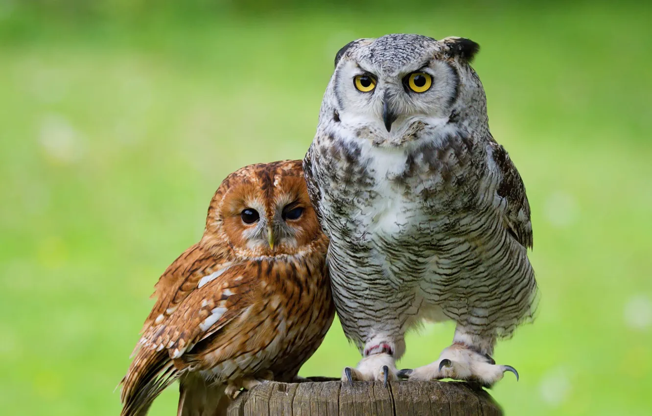 Photo wallpaper eyes, look, green, background, each, owl, bird, together