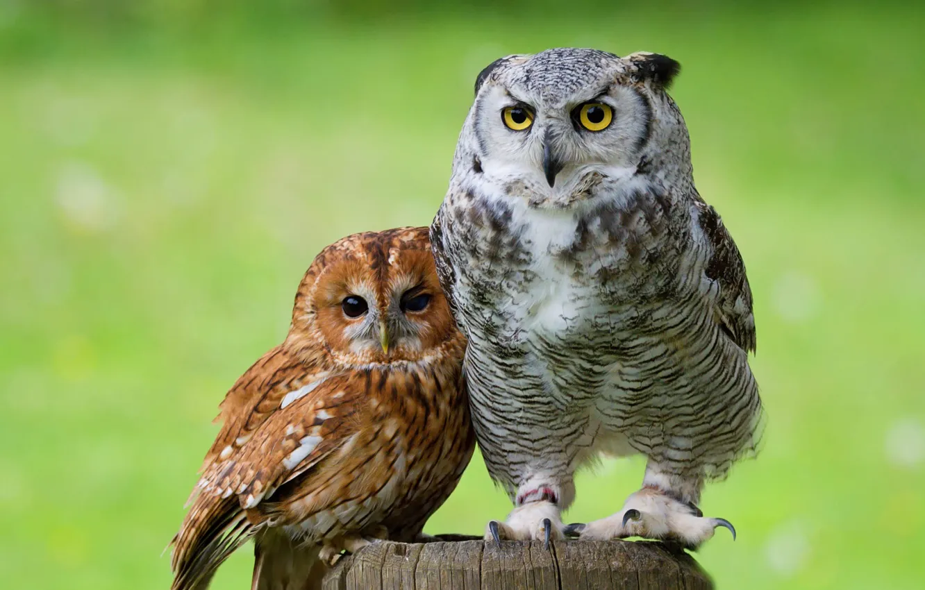 Photo wallpaper eyes, look, birds, green, background, owl, bird, together