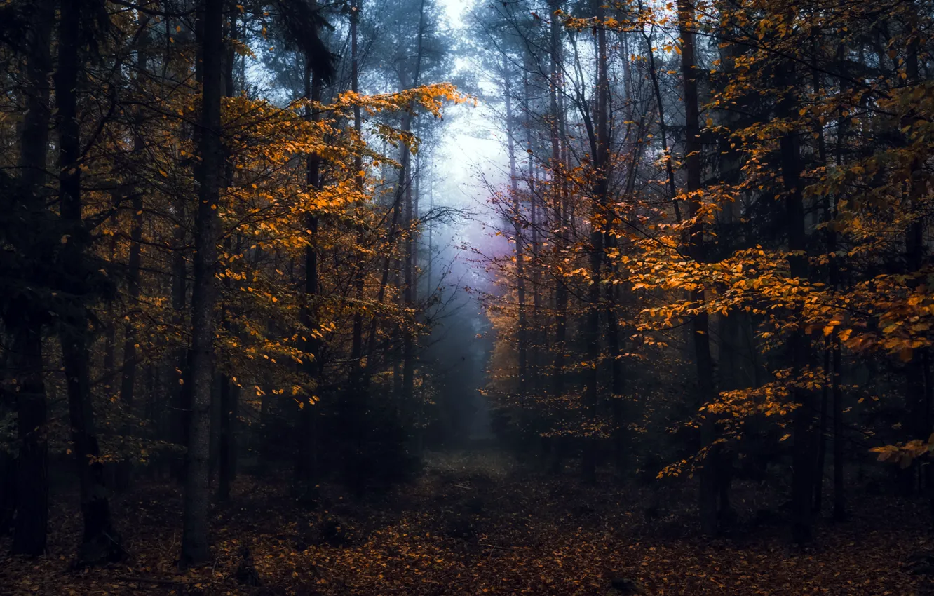 Photo wallpaper autumn, forest, fog