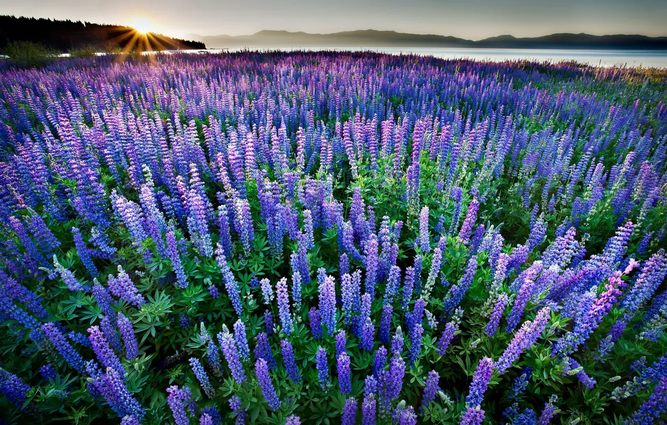 Photo wallpaper field, the sun, rays, flowers, mountains, blue, nature, blue