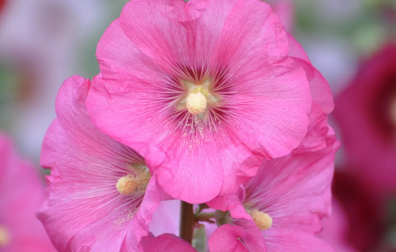 Photo wallpaper pink flowers, mallow