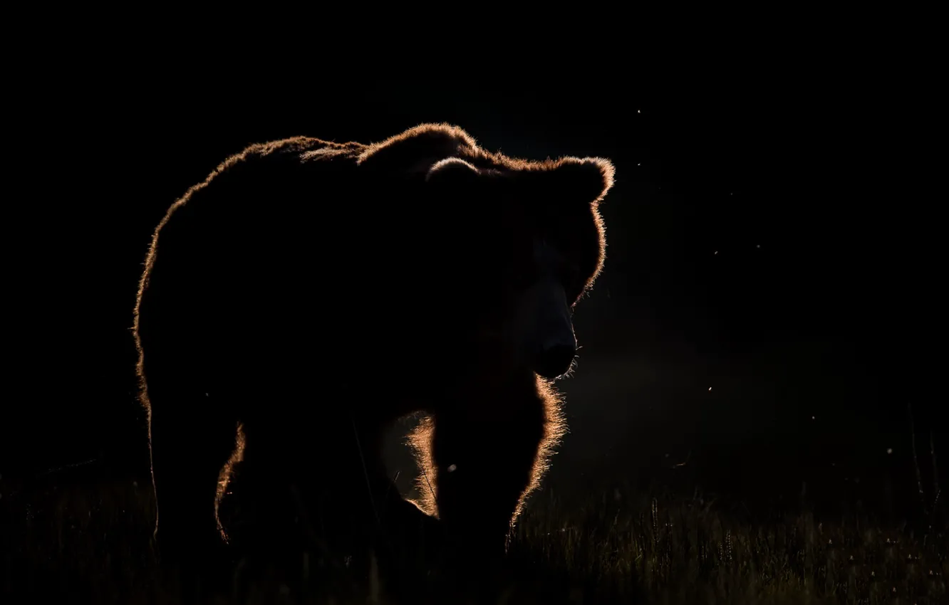 Photo wallpaper night, nature, bear