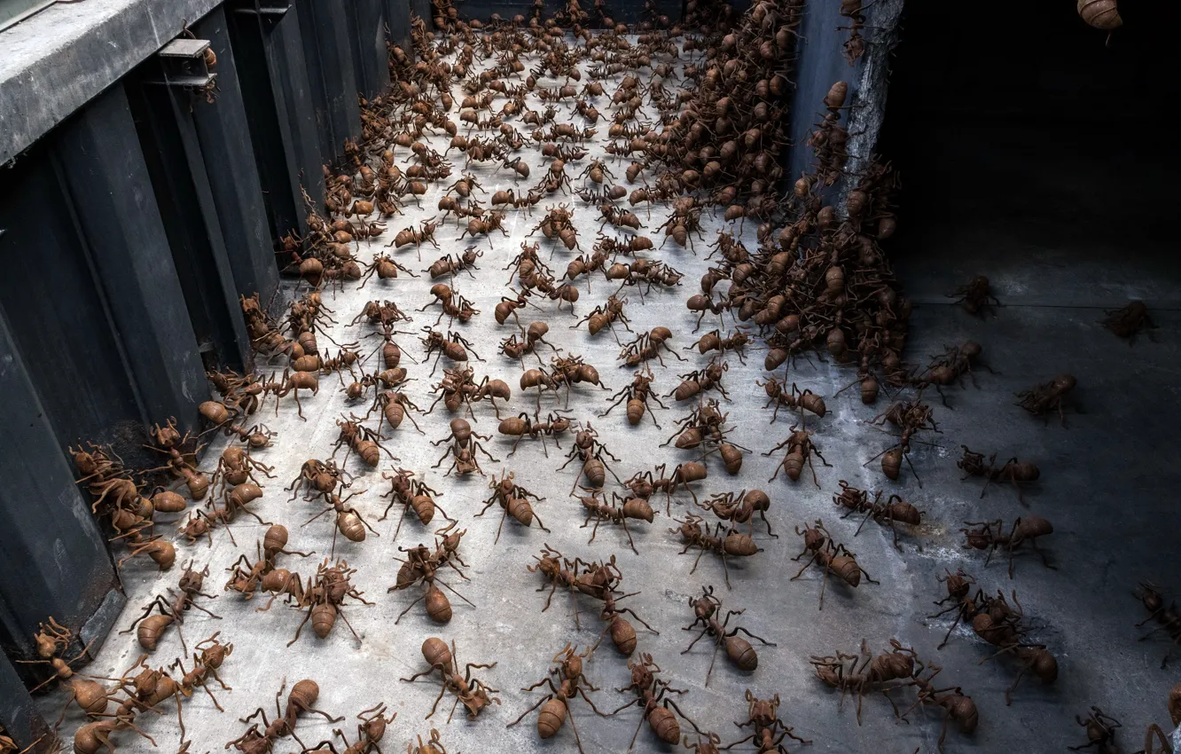 Photo wallpaper background, ants, a lot