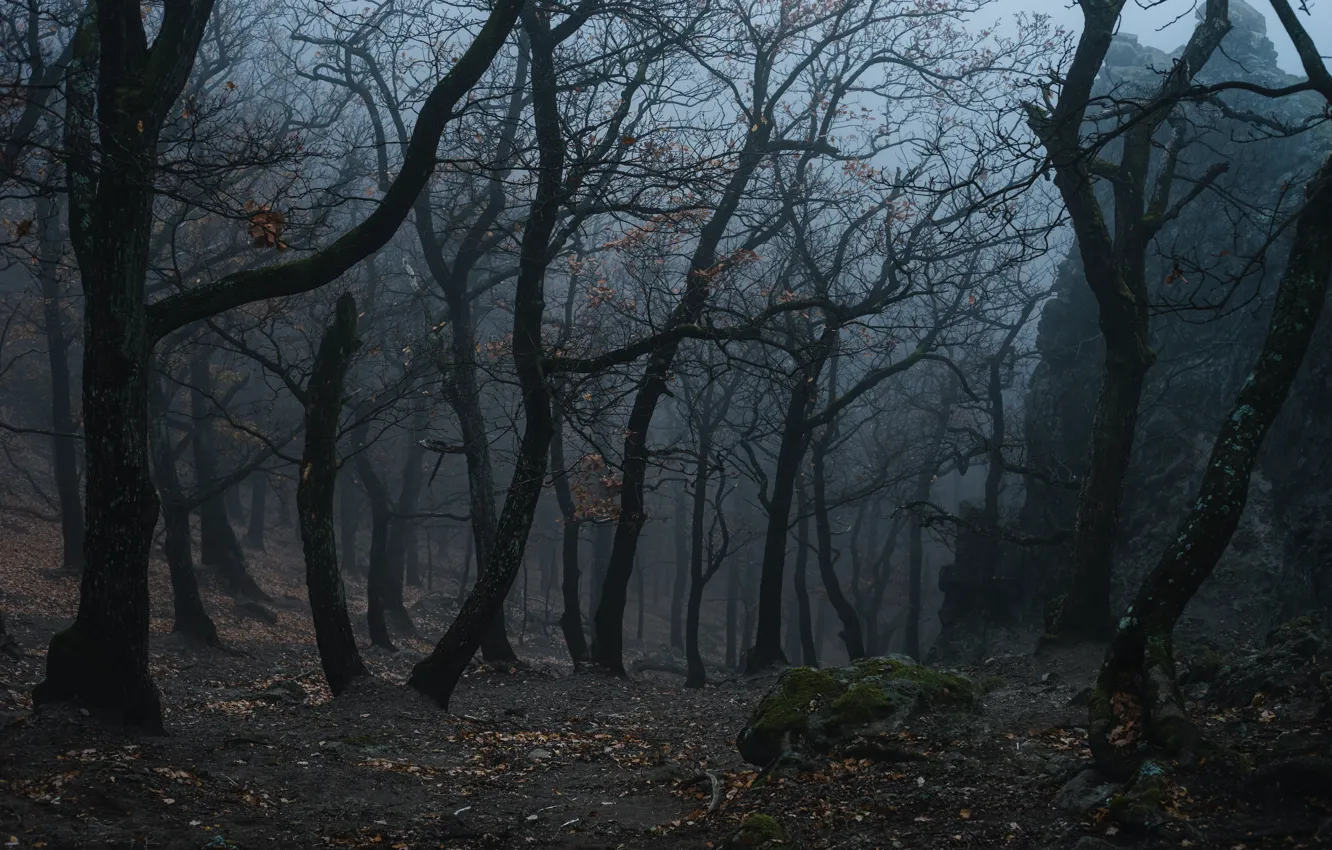 Photo wallpaper forest, trees, nature, fog, Norbert Buduczki