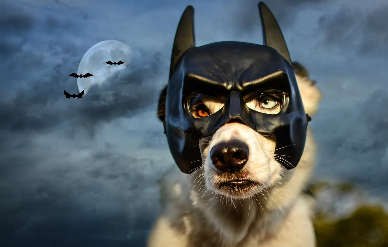 Photo wallpaper the sky, night, clouds, the moon, dog, mask, Batman, bats