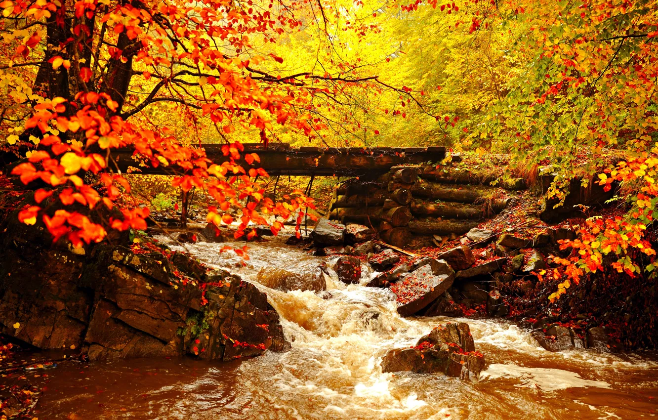 Photo wallpaper autumn, forest, leaves, trees, landscape, gold, river, the bridge