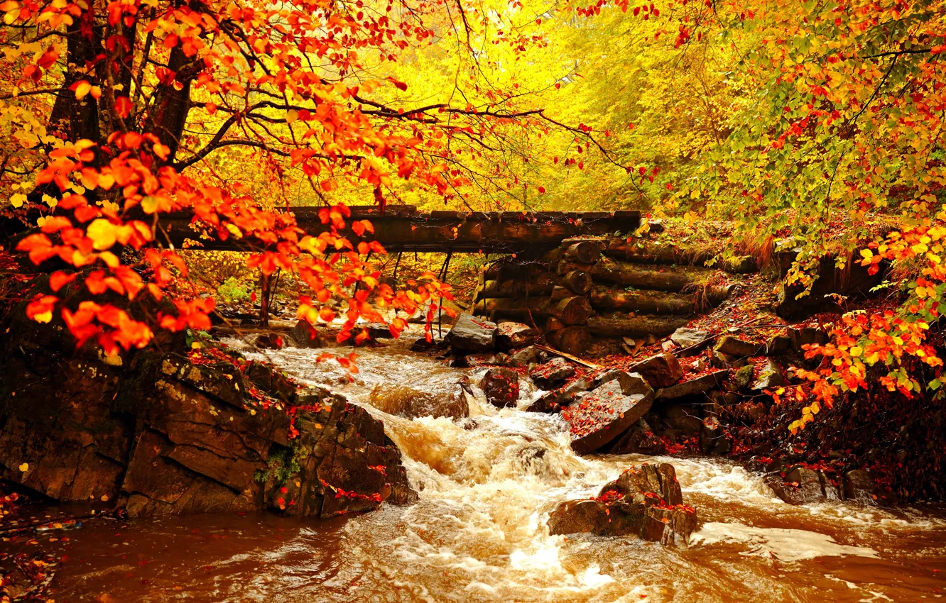 Photo wallpaper autumn, forest, leaves, trees, landscape, river, the bridge, gold