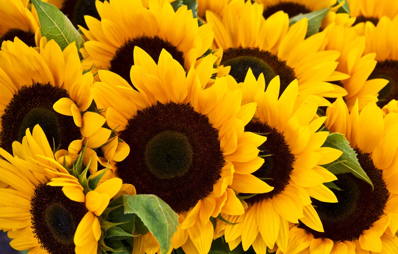 Photo wallpaper flower, photo, sunflower