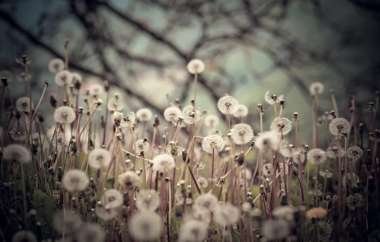 Photo wallpaper field, background, dandelions