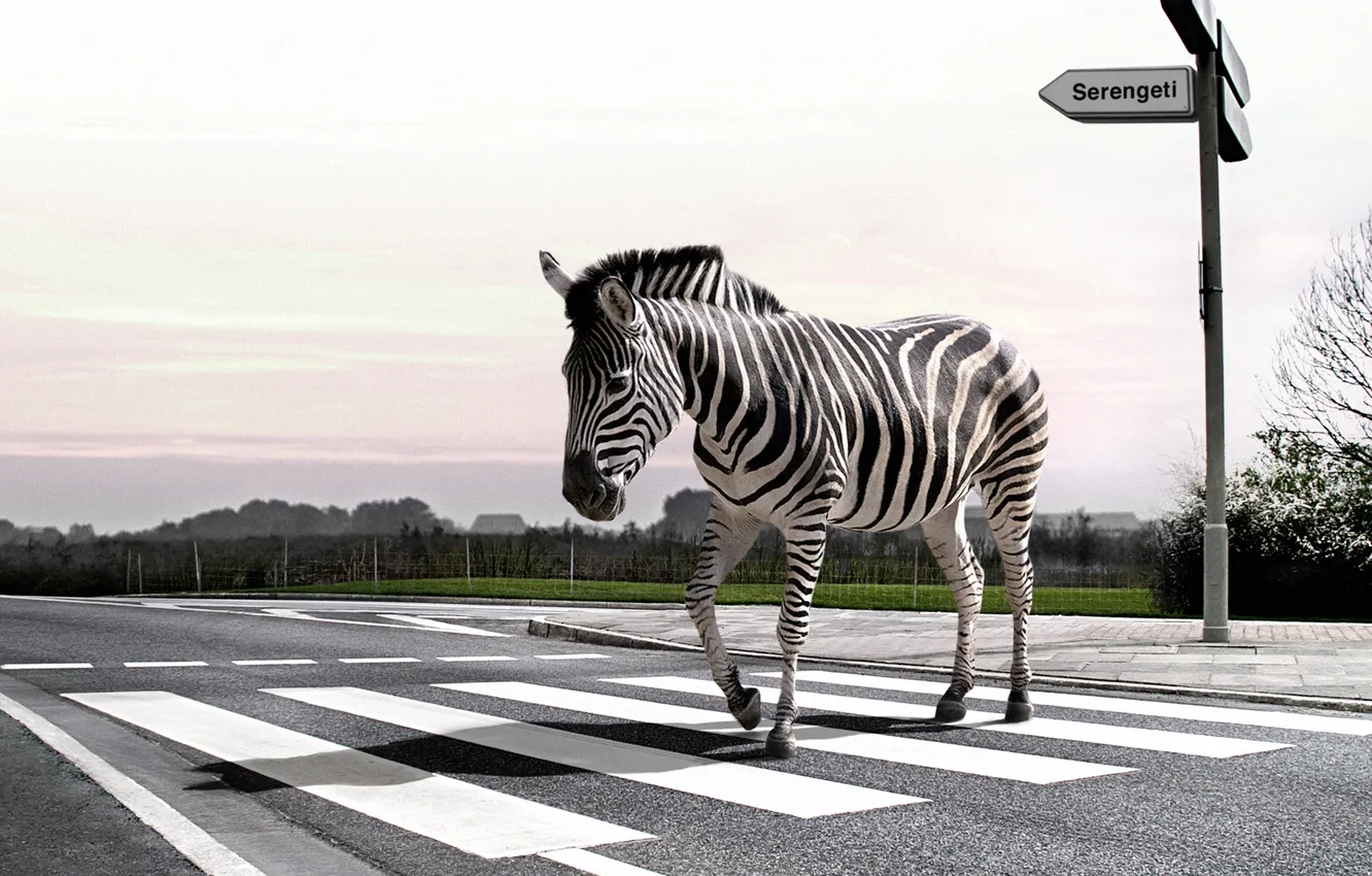 Photo wallpaper road, nature, Zebra