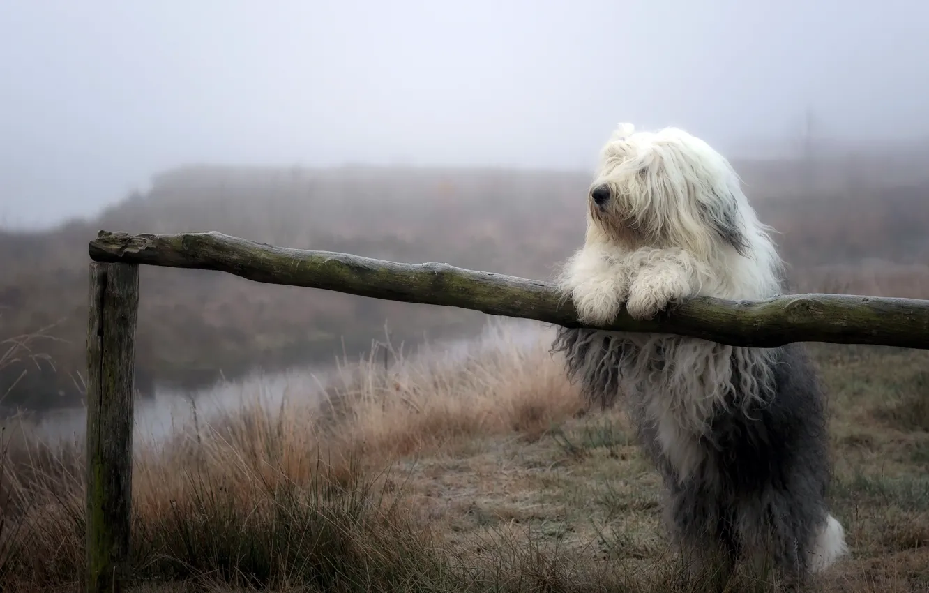 Photo wallpaper nature, fog, dog