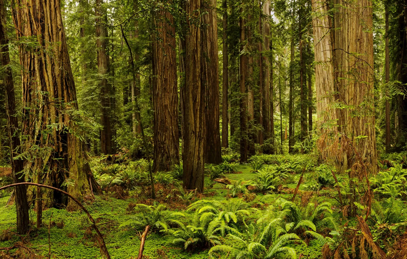 Photo wallpaper forest, grass, trees, CA, USA, fern, Redwood National And State Parks