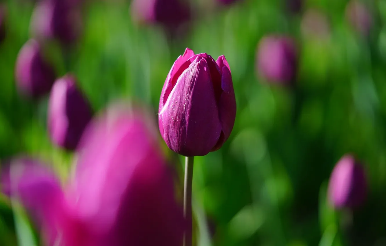 Photo wallpaper flowers, blur, tulips, pink