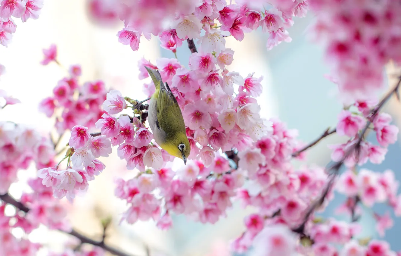Photo wallpaper flowers, branches, nature, tree, bird, spring, Sakura, pink