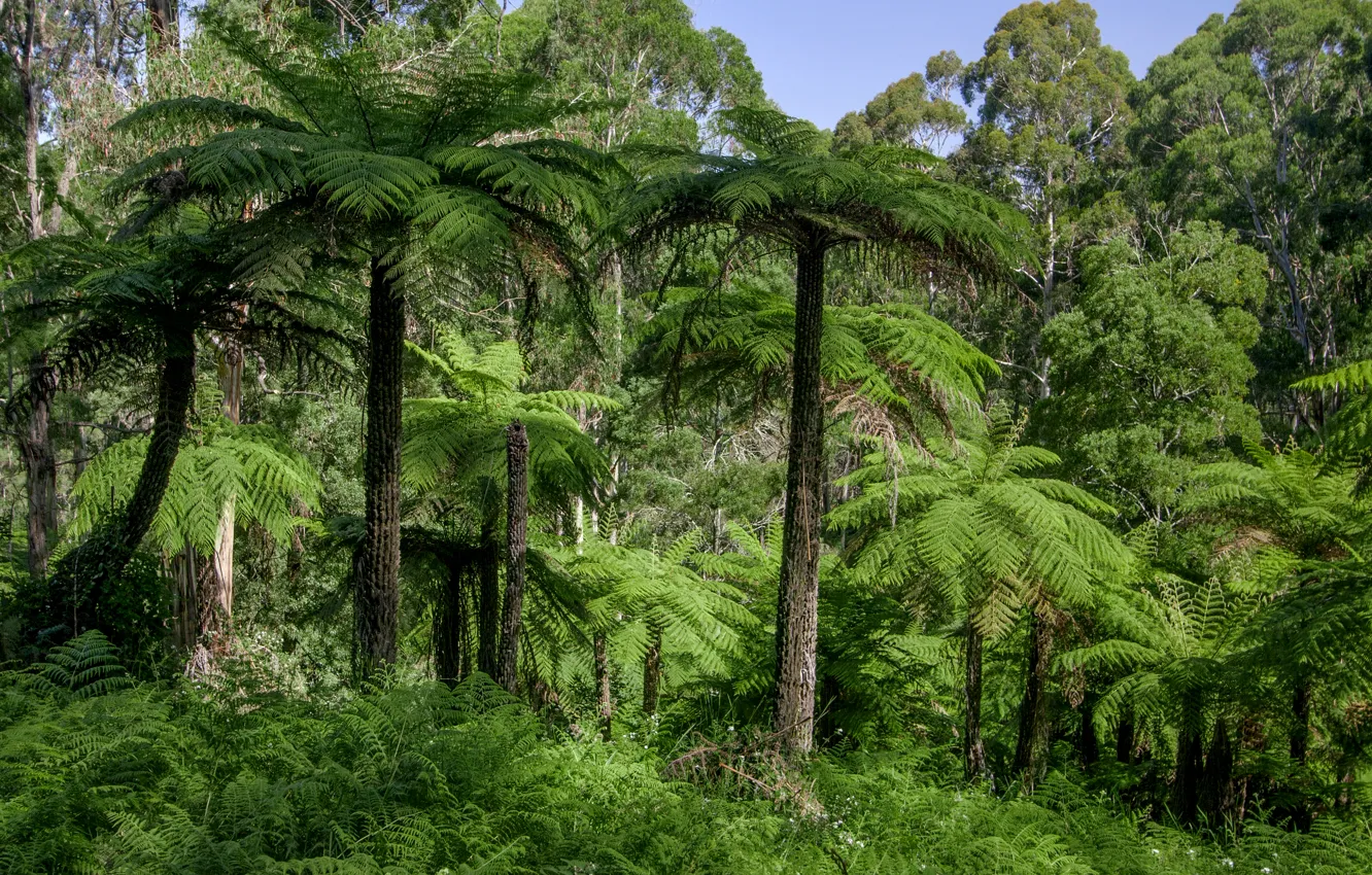 Photo wallpaper forest, grass, trees, palm trees, jungle, Australia, Dandenongs