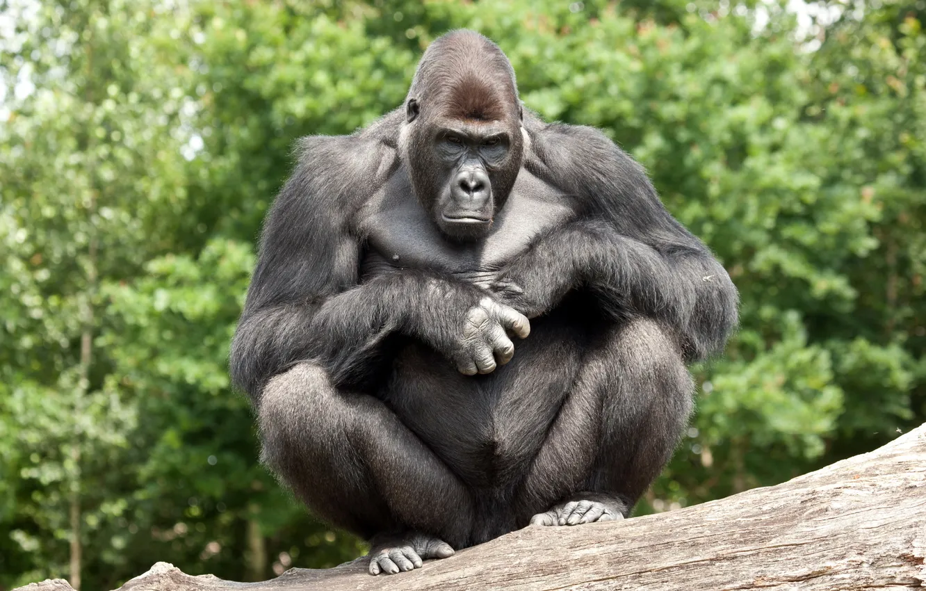 Photo wallpaper Zoo, Gorilla, The Bosière of the Golden