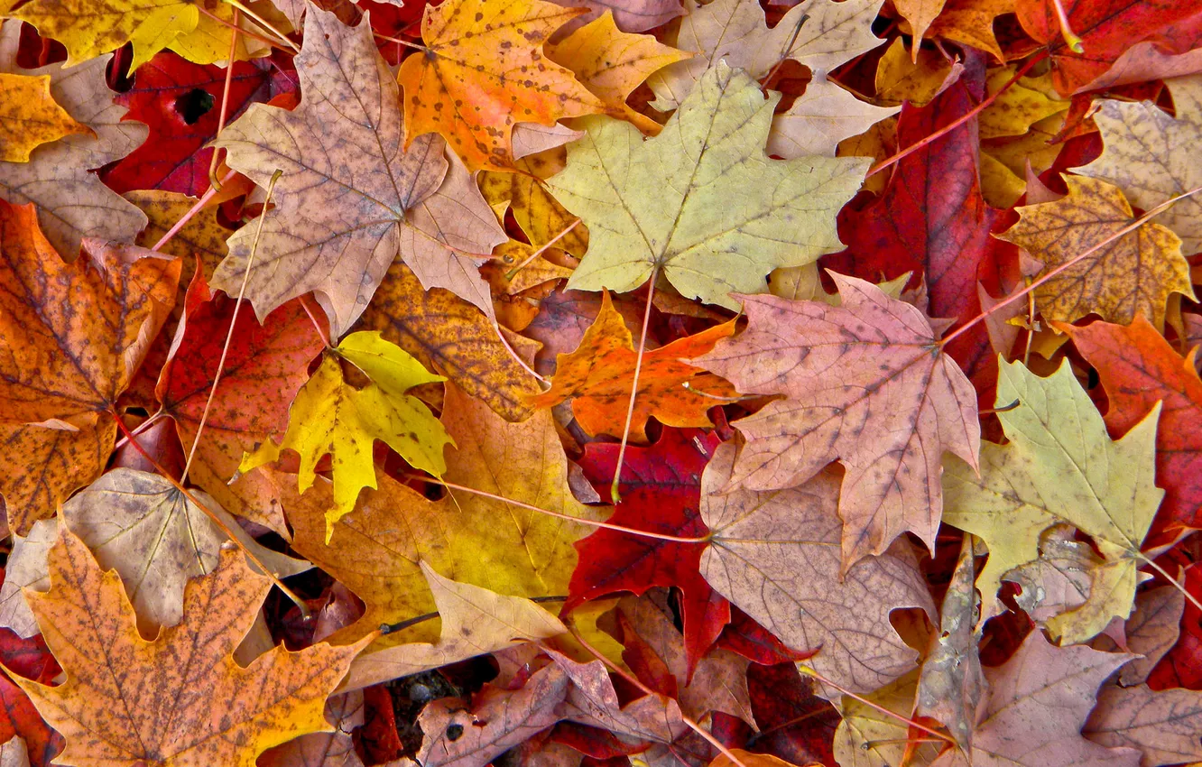 Photo wallpaper autumn, leaves, nature, maple