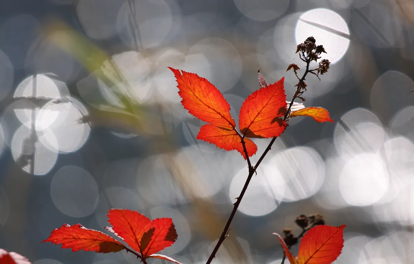 Photo wallpaper leaves, branches, red