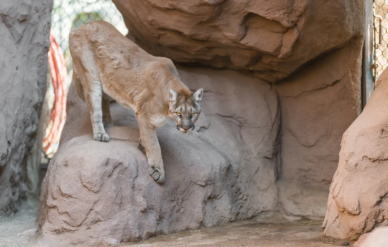 Photo wallpaper stones, rocks, predator, Puma, wild cat, mountain lion, Cougar