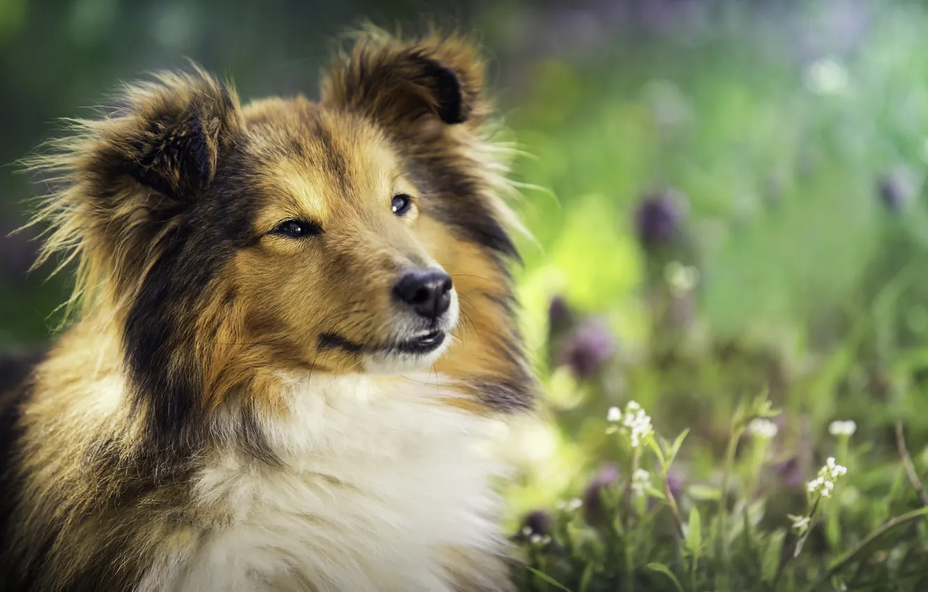 Photo wallpaper look, each, dog