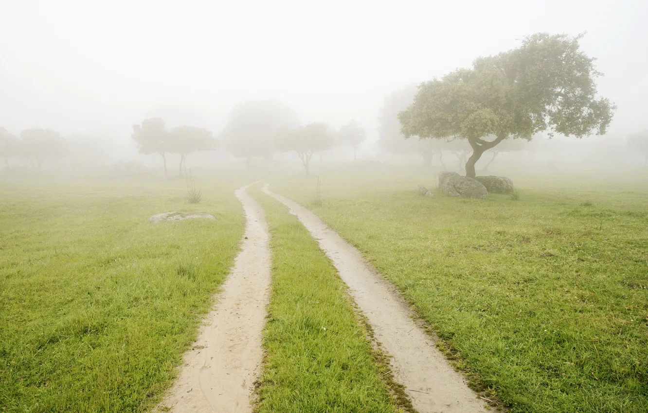 Photo wallpaper road, summer, grass, trees, fog, stones, morning
