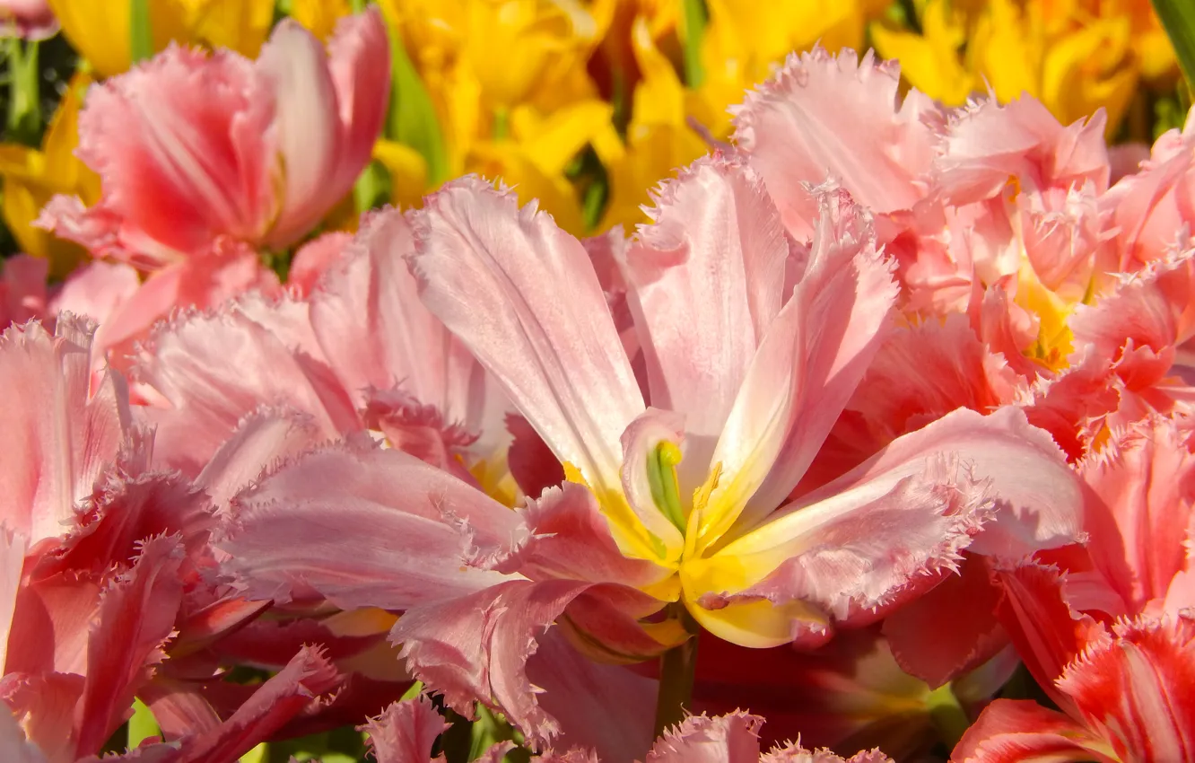 Photo wallpaper flowers, widescreen, Wallpaper, spring, tulips, wallpaper, grass, flower