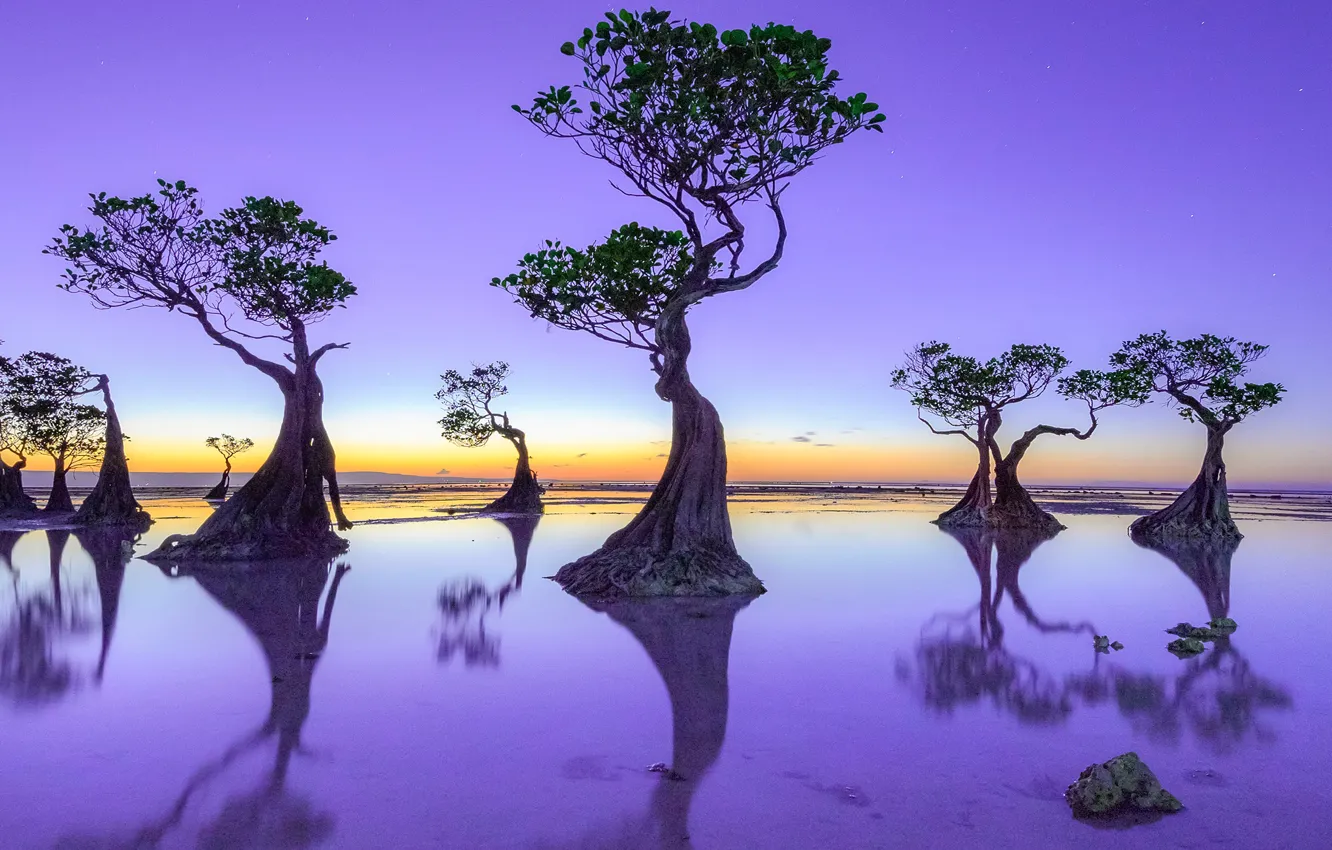 Photo wallpaper trees, sunset, reflection, color, the evening, pond, lilac, crown